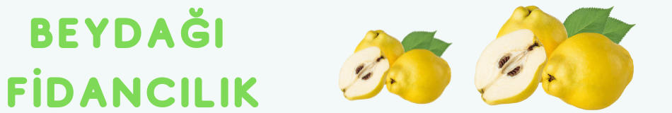 Limon Ayva