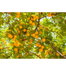 Sol Blog 1