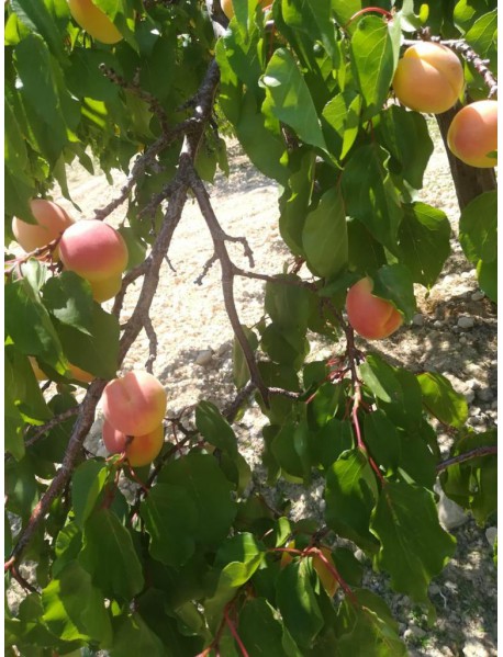 Kayısı Hacıhalil Fidanı