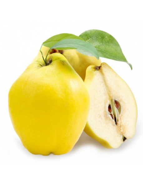 Eşme Ayva Fidanı