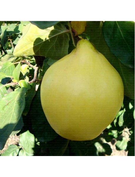 Eşme Ayva Fidanı