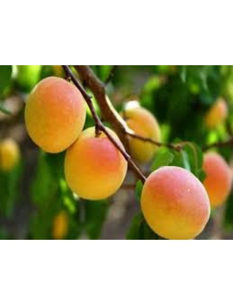 Kayısı Hacıhalil Fidanı